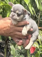 Lil Ray, a male French Bulldog for sale in Palm Coast, FL – 3 of 9