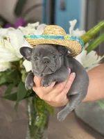 Reese, a male French Bulldog for sale in Palm Coast, FL – 2 of 8
