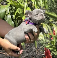 Roxy, a female French Bulldog for sale in Palm Coast, FL – 2 of 7
