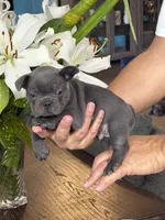 Roman, a  French Bulldog for sale in Houston, TX – 10 of 10