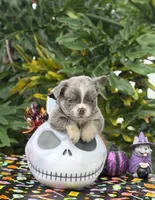 Yellow, a male French Bulldog for sale in Palm Coast, FL – 3 of 6