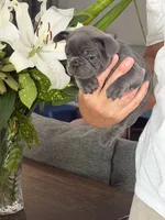 Riley, a male French Bulldog for sale in Palm Coast, FL – 3 of 6