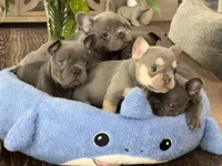 Lil Ray, a male French Bulldog for sale in Palm Coast, FL – 8 of 8