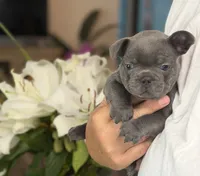 Roman, a  French Bulldog for sale in Houston, TX – 2 of 10