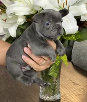 Roman, a  French Bulldog for sale in Houston, TX – 9 of 10