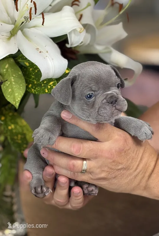 Roman  – French Bulldog puppy for sale in Palm Coast, FL