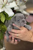 Roman , a male French Bulldog for sale in Palm Coast, FL – 1 of 6