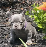 Roxy, a female French Bulldog for sale in Palm Coast, FL – 3 of 7