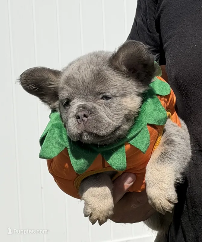 Orange – French Bulldog puppy for sale in Palm Coast, FL