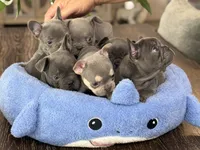 Raya, a female French Bulldog for sale in Palm Coast, FL – 5 of 6