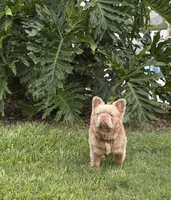 Lil Ray, a male French Bulldog for sale in Palm Coast, FL – 7 of 8