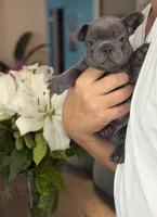 Roman, a  French Bulldog for sale in Houston, TX – 8 of 10