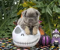 Blue, a male French Bulldog for sale in Palm Coast, FL – 1 of 6