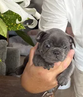 Raya, a female French Bulldog for sale in Palm Coast, FL – 2 of 6
