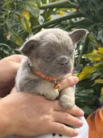 Orange, a male French Bulldog for sale in Palm Coast, FL – 7 of 7