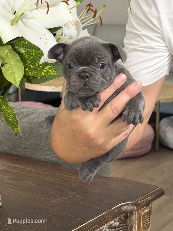 Riley – French Bulldog puppy for sale in Palm Coast, FL