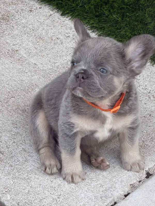 Orange – French Bulldog puppy for sale in Palm Coast, FL