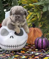 Black , a male French Bulldog for sale in Palm Coast, FL – 5 of 7