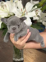 Roxy, a female French Bulldog for sale in Palm Coast, FL – 3 of 8