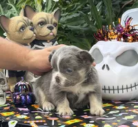 Yellow, a male French Bulldog for sale in Palm Coast, FL – 5 of 6