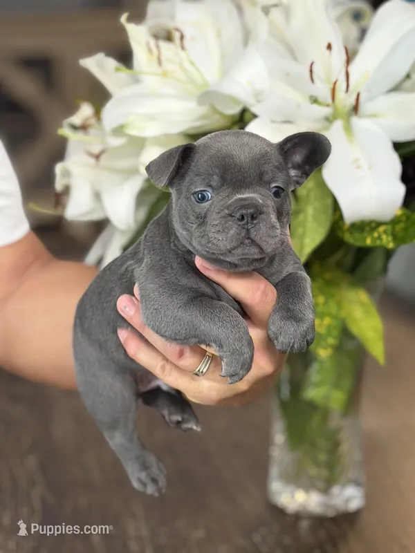 Roman – French Bulldog puppy for sale in Houston, TX