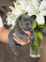 Roman, a  French Bulldog for sale in Houston, TX – 1 of 10