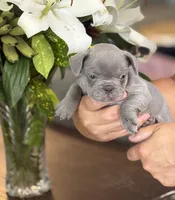 Roman , a male French Bulldog for sale in Palm Coast, FL – 4 of 6