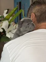 Roxy, a female French Bulldog for sale in Palm Coast, FL – 2 of 8