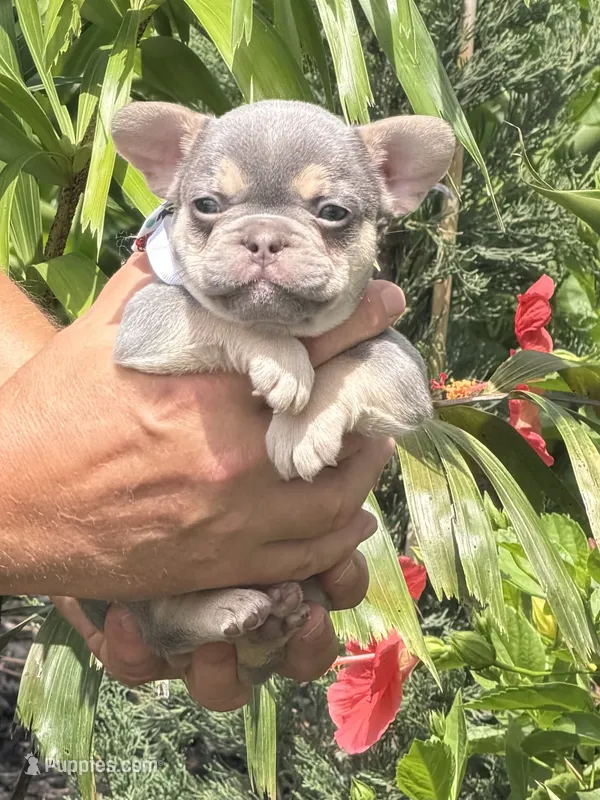 Lil Ray – French Bulldog puppy for sale in Palm Coast, FL