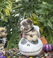 Yellow, a male French Bulldog for sale in Palm Coast, FL – 2 of 6