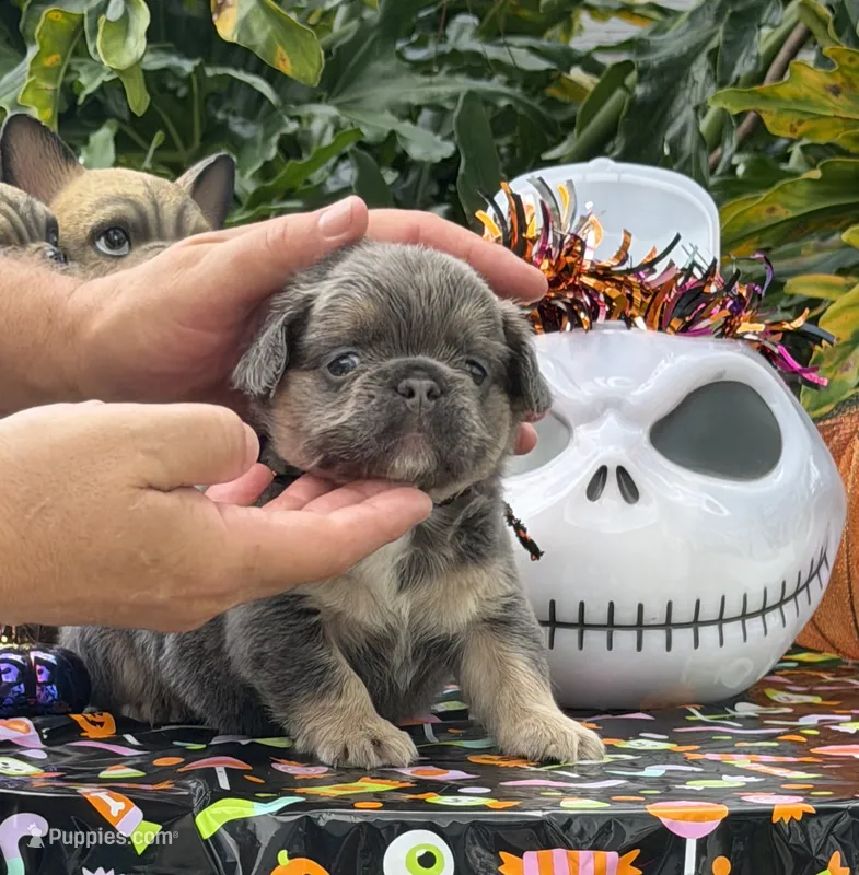Black  – French Bulldog puppy for sale in Palm Coast, FL