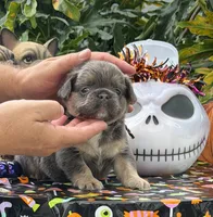 Black , a male French Bulldog for sale in Palm Coast, FL – 1 of 7