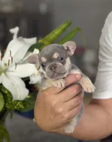 Lil Ray, a male French Bulldog for sale in Palm Coast, FL – 3 of 8