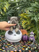 Red, a male French Bulldog for sale in Palm Coast, FL – 5 of 7