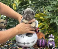 Blue, a male French Bulldog for sale in Palm Coast, FL – 6 of 6