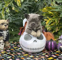 Red, a male French Bulldog for sale in Palm Coast, FL – 6 of 7