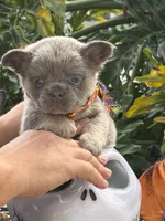 Orange, a male French Bulldog for sale in Palm Coast, FL – 6 of 7