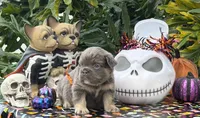 Blue, a male French Bulldog for sale in Palm Coast, FL – 5 of 6