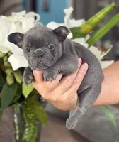 Reese, a male French Bulldog for sale in Palm Coast, FL – 3 of 8