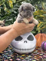 Black , a male French Bulldog for sale in Palm Coast, FL – 4 of 7