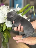 Roman, a  French Bulldog for sale in Houston, TX – 5 of 10