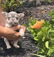 Lil Ray, a male French Bulldog for sale in Palm Coast, FL – 2 of 9