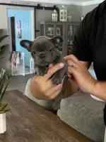 Raya, a female French Bulldog for sale in Palm Coast, FL – 6 of 6