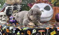 Black , a male French Bulldog for sale in Palm Coast, FL – 3 of 7