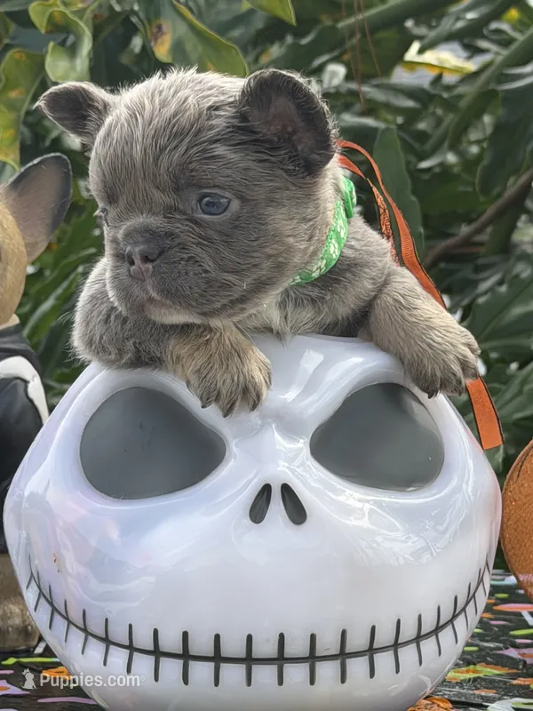 Green – French Bulldog puppy for sale in Palm Coast, FL