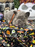 Red, a male French Bulldog for sale in Palm Coast, FL – 7 of 7