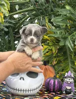 Yellow, a male French Bulldog for sale in Palm Coast, FL – 4 of 6