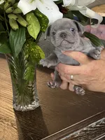 Roman , a male French Bulldog for sale in Palm Coast, FL – 2 of 6
