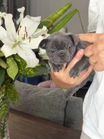 Riley, a male French Bulldog for sale in Palm Coast, FL – 2 of 6