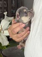 Lil Ray, a male French Bulldog for sale in Palm Coast, FL – 5 of 8